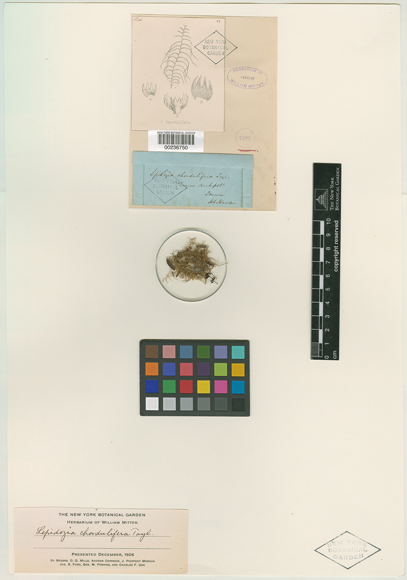 Illustration for article titled How the New York Botanical Garden Digitizes Nearly 300 Plants a Day